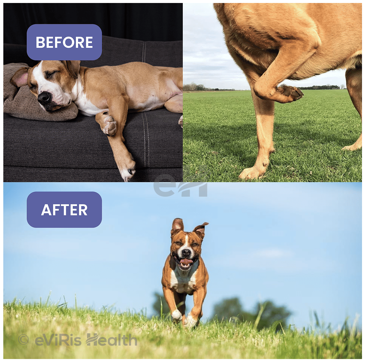 Absolut Pet Hip and Joint Soft Chews