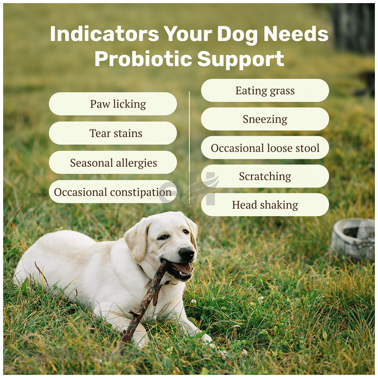 Absolut Pet Probiotics Soft Chews