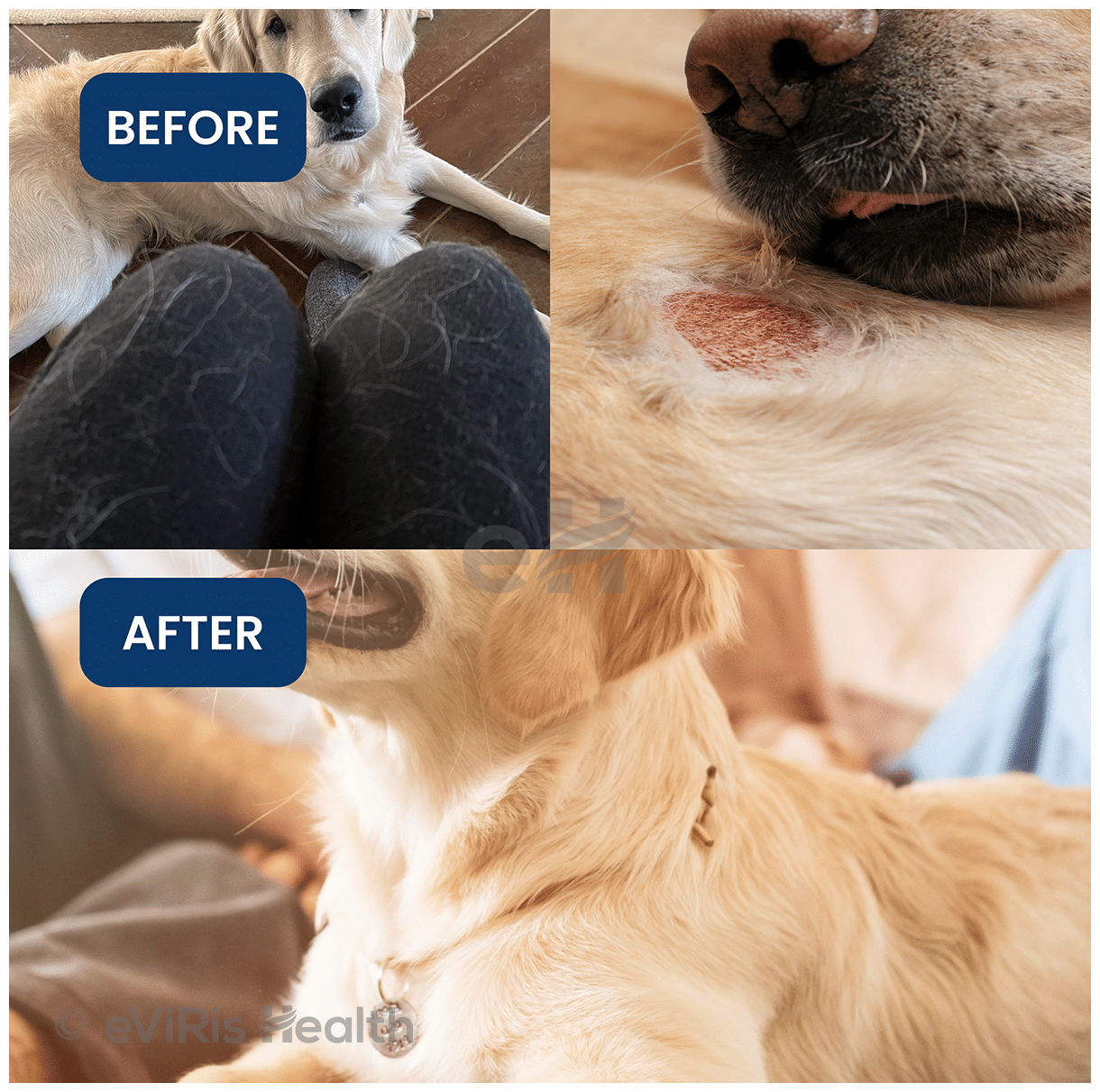 Absolut Pet Skin & Coat Soft Chews