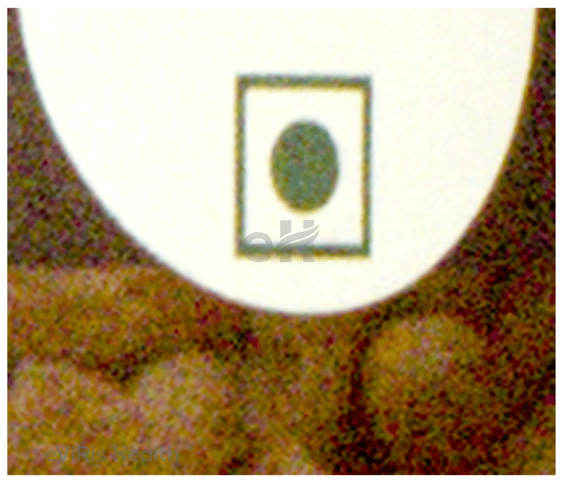 18 Herbs Organics Pure Groundnut Oil Edible