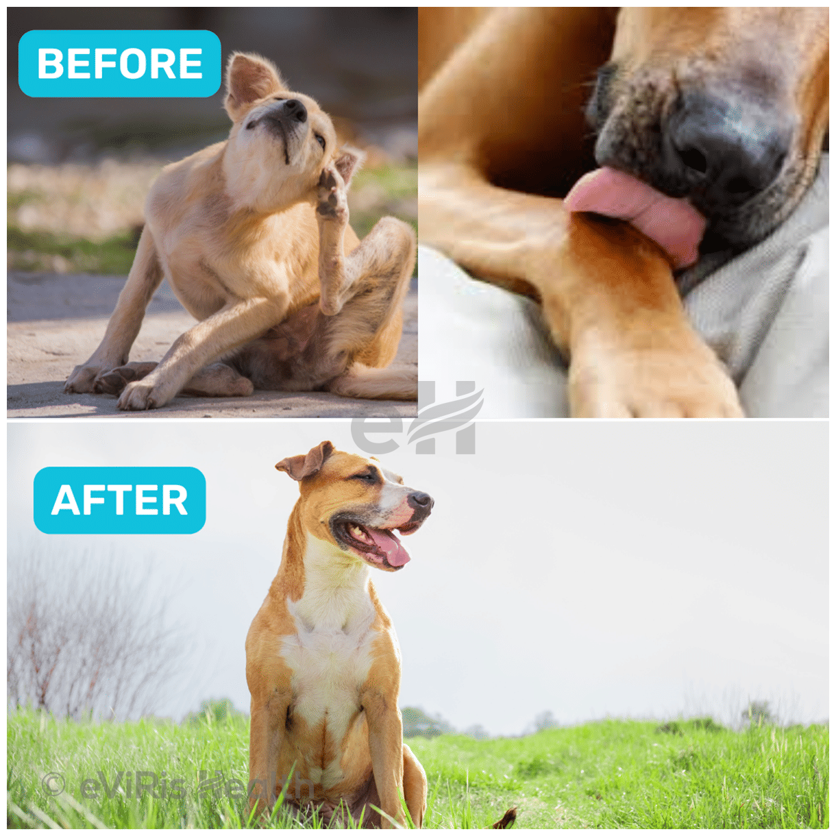 Absolut Pet Probiotics Soft Chews