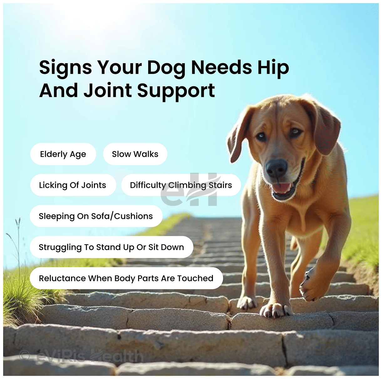 Absolut Pet Hip and Joint Soft Chews