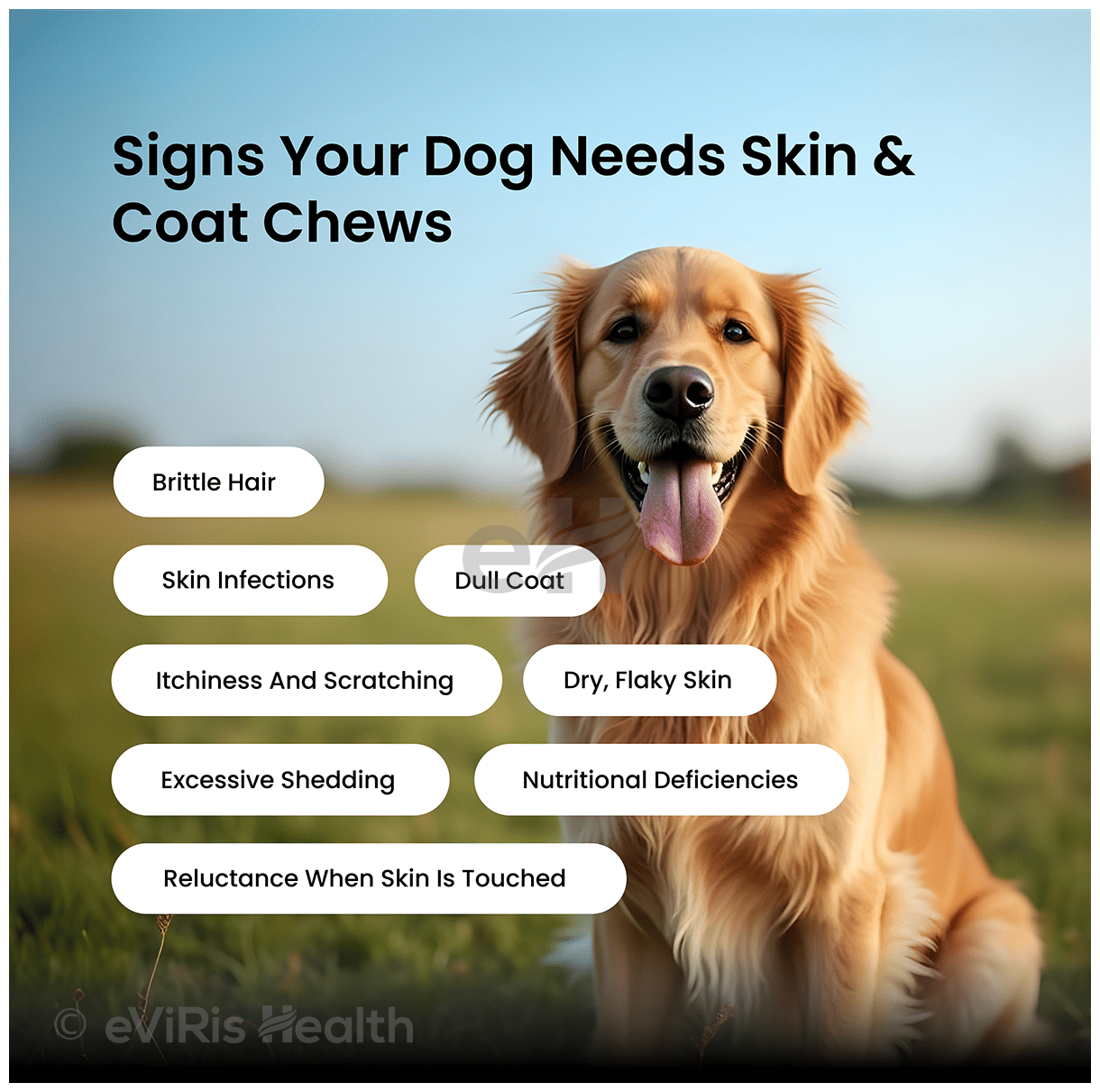 Absolut Pet Skin & Coat Soft Chews