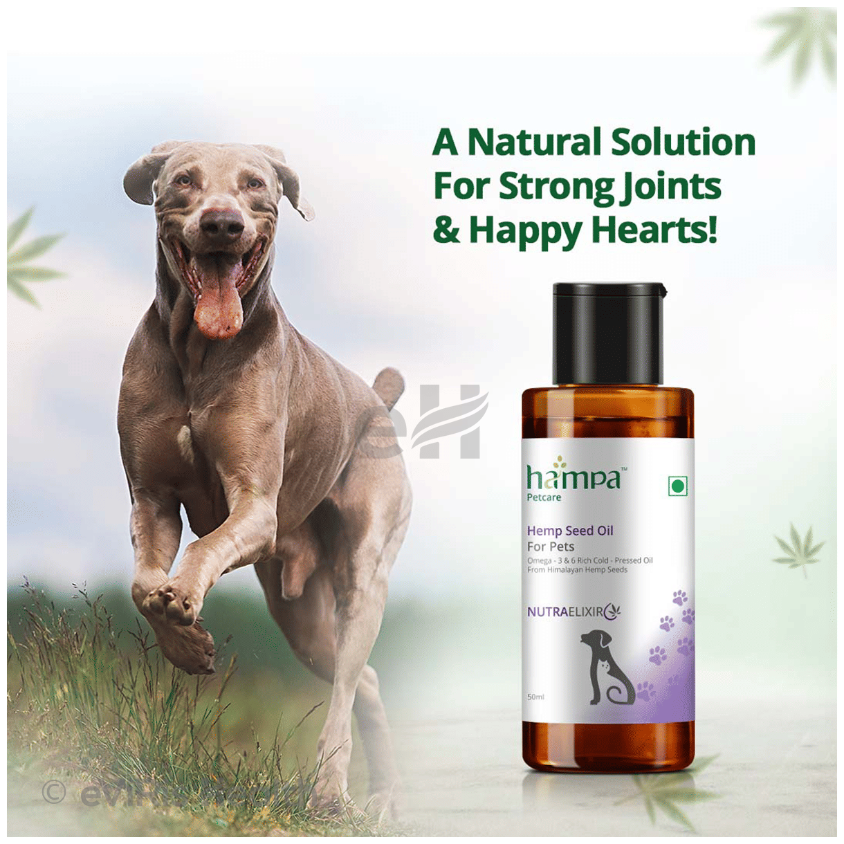 Hampa Wellness Hempa Petcare Hemp Seed Oil for Pets